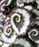 Begonia Escargot - dorosła forma