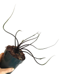 Alocasia Flying Squid
