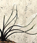 Alocasia Flying Squid