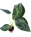 Alocasia Regal Shield L