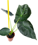Alocasia Regal Shield L - wysokość