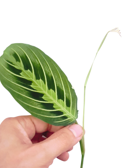 Maranta Lemon Lime - cięty węzeł