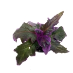 Gynura aurantiaca