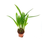 Chrysalidocarpus Lutescens S