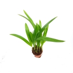 Chrysalidocarpus Lutescens S