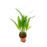 Chrysalidocarpus Lutescens S