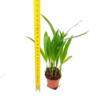 Chrysalidocarpus Lutescens S - wysokość