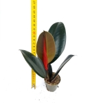 Ficus elastica Robusta - s - wysokość