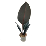 Ficus elastica Robusta - s