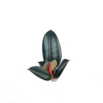 Ficus elastica Robusta - s