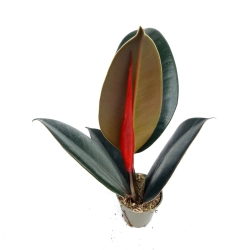 Ficus robusta