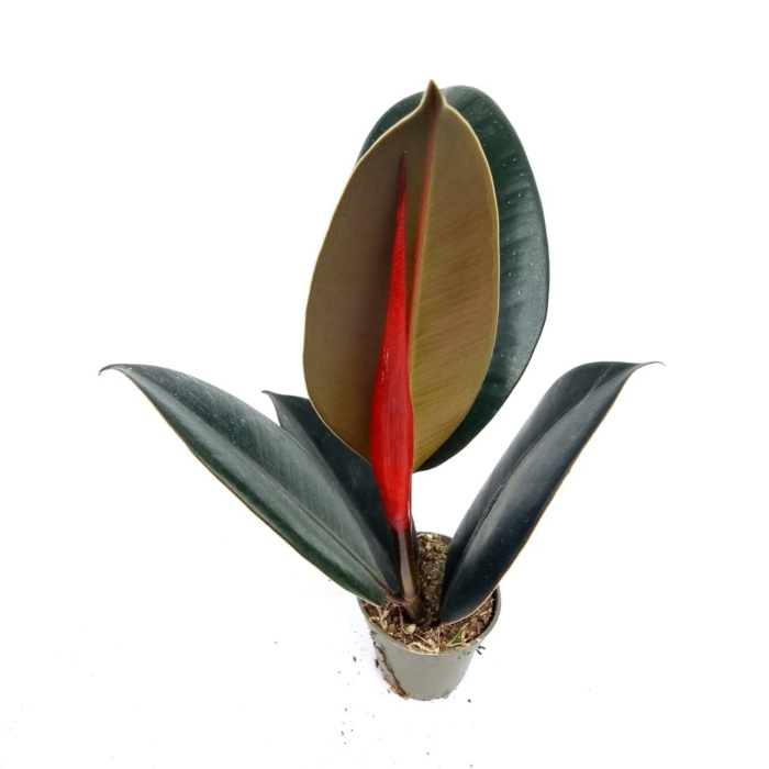 Ficus elastica Robusta - s