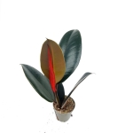 Ficus elastica Robusta - s
