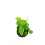 Ficus pumila Arina - S