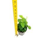 Ficus pumila Arina - S