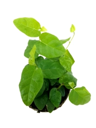 Ficus pumila Arina