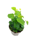 Ficus pumila Arina - S