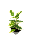 Ficus Benjamin Variegata - S