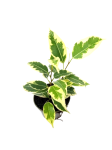 Ficus Benjamin Variegata - S