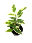 Ficus Benjamin Variegata - S