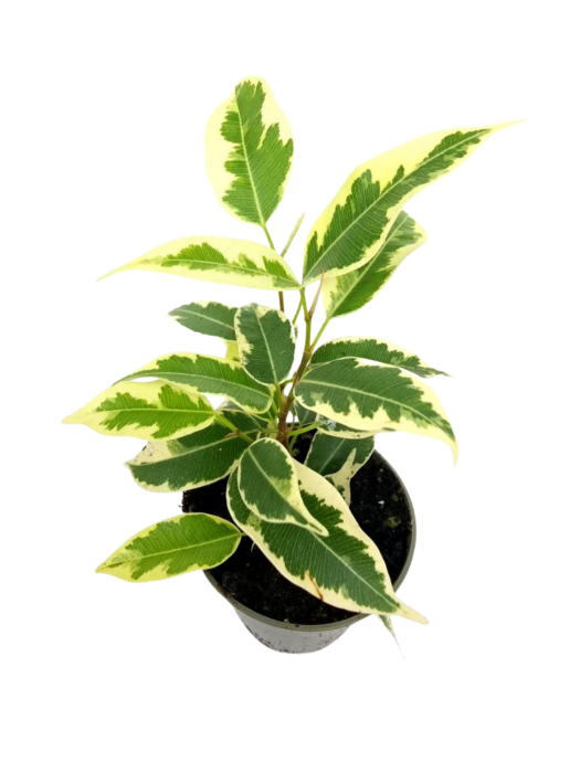 Ficus Benjamin Variegata - S