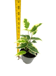 Ficus Benjamin Variegata - S