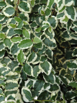 Ficus pumila Bellus - zdjęcie poglądowe gatunku