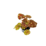 Begonia Tiger S
