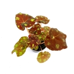 Begonia Tiger S