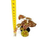 Begonia Tiger S
