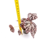 Begonia Chayo wysokość
