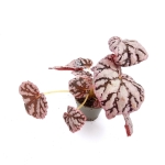 Begonia Chayo - S