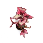 Begonia red heart S