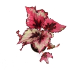Begonia red heart S