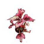 Begonia red heart S