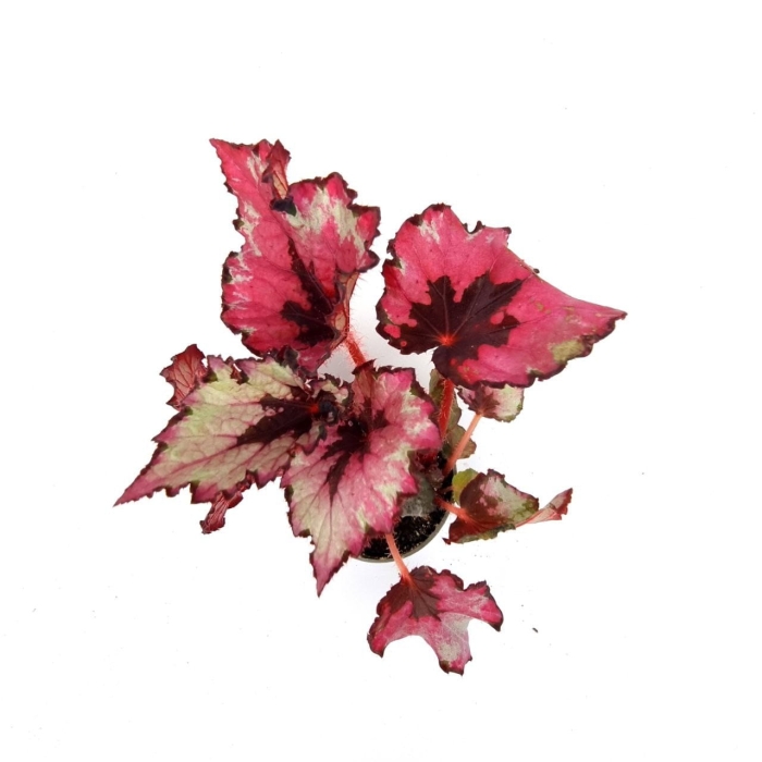 Begonia red heart S