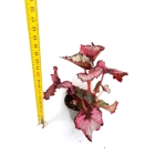 Begonia red heart S