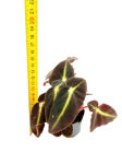 Begonia Listada S - wysokość