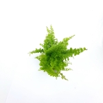 Nephrolepis Exaltata Fluffy Ruffles S