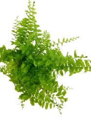 Nephrolepis exaltata Fluffy Ruffles 