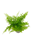 Nephrolepis Exaltata Fluffy Ruffles S