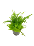 Nephrolepis Exaltata Fluffy Ruffles S