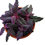 Gynura aurantiaca - zdjęcie poglądowe gatunku