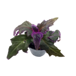Gynura aurantiaca S