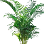 Palma Chrysalidocarpus Lutescens "Złotowiec" - dorosła roślina