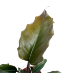 Philodendron Pluto M