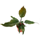Philodendron Pluto M