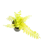 Nephrolepis Exaltata Boston Blonde S