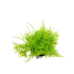 Nephrolepis Exaltata Cotton Candy S