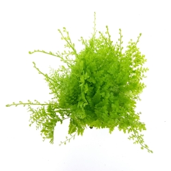 Nephrolepis exaltata Cotton Candy